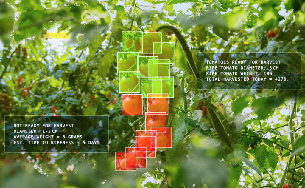 AI detecting how many tomatoes will be be ripe in the coming weeks.