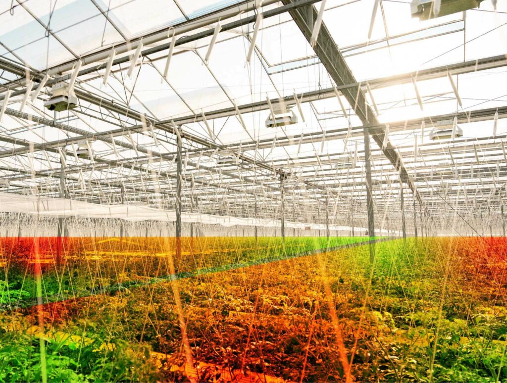 AI detecting fruit count and yield in greenhouse full of tomato plants.